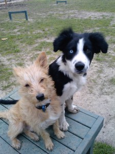 Fred and Jack - puppy pals